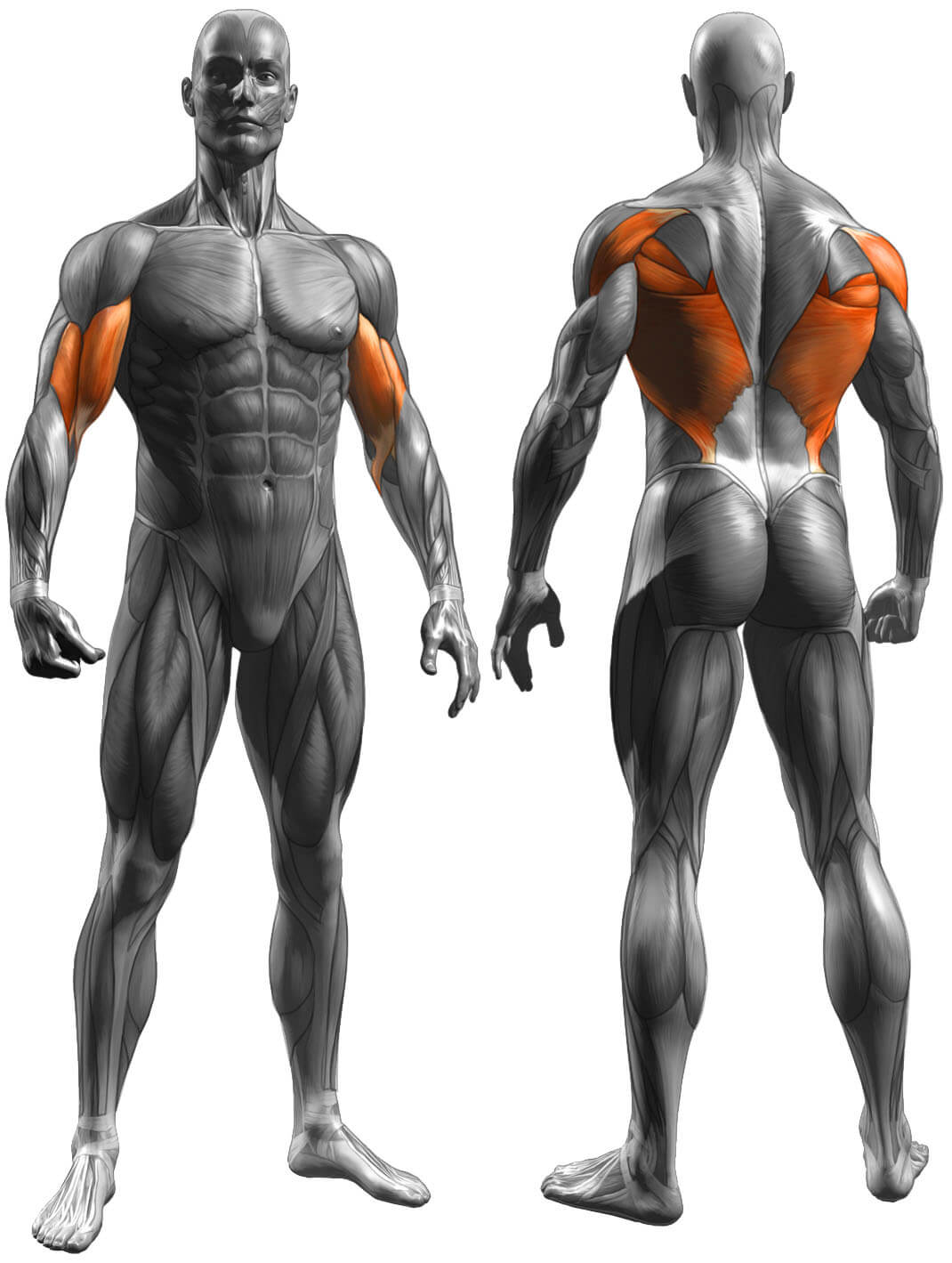 Which Muscles Are Used During Pull Ups?