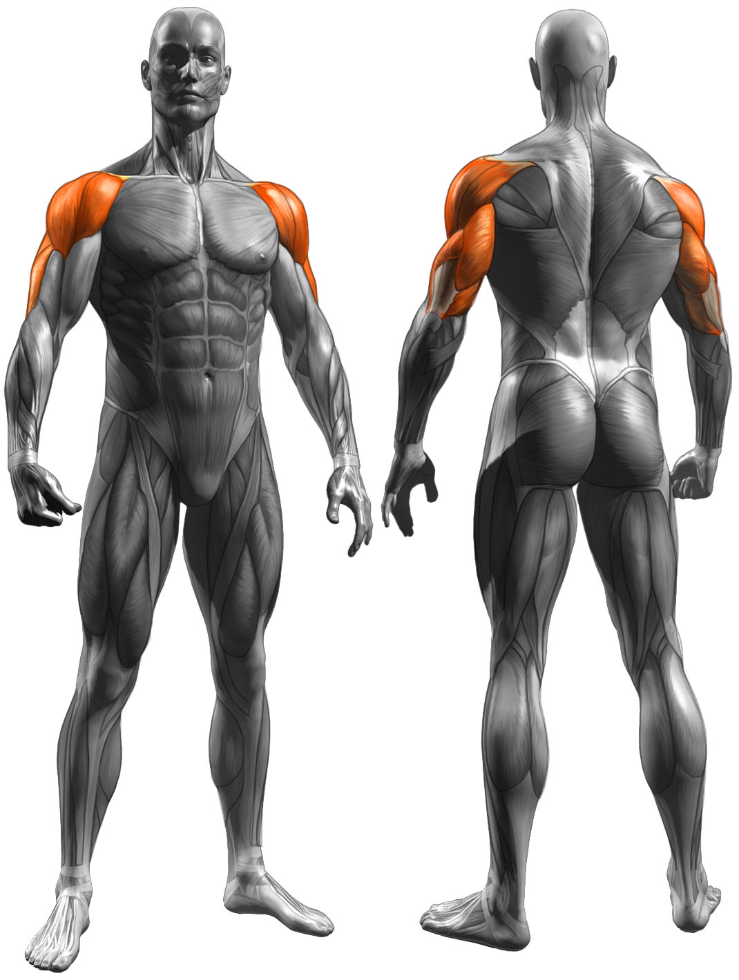 shoulder press muscles
